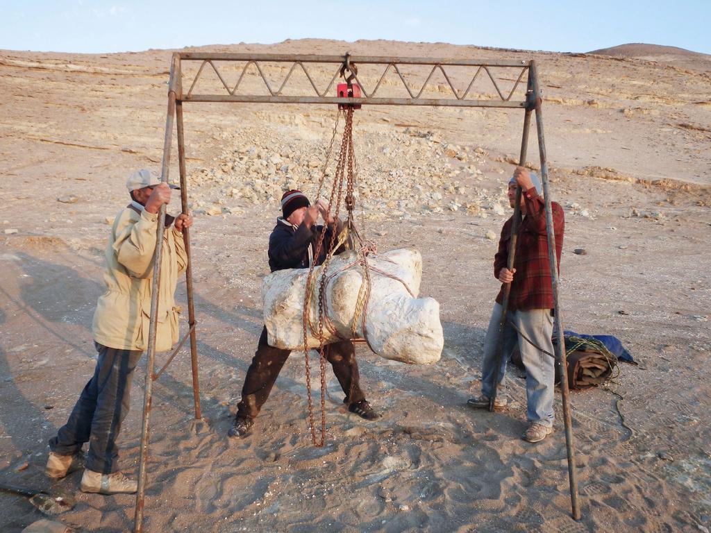a single vertebra collected within a plaster jacked of Perucetus colossus is transported