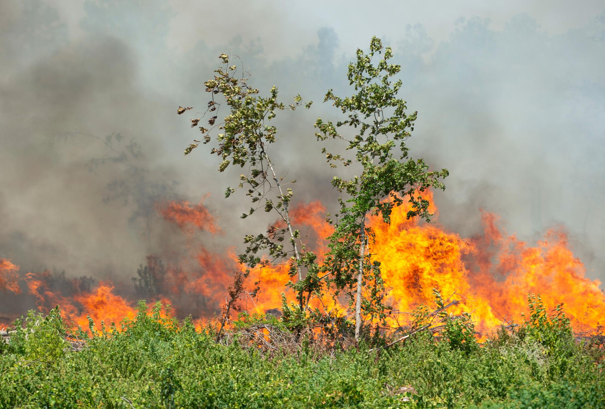 Trees on fire
