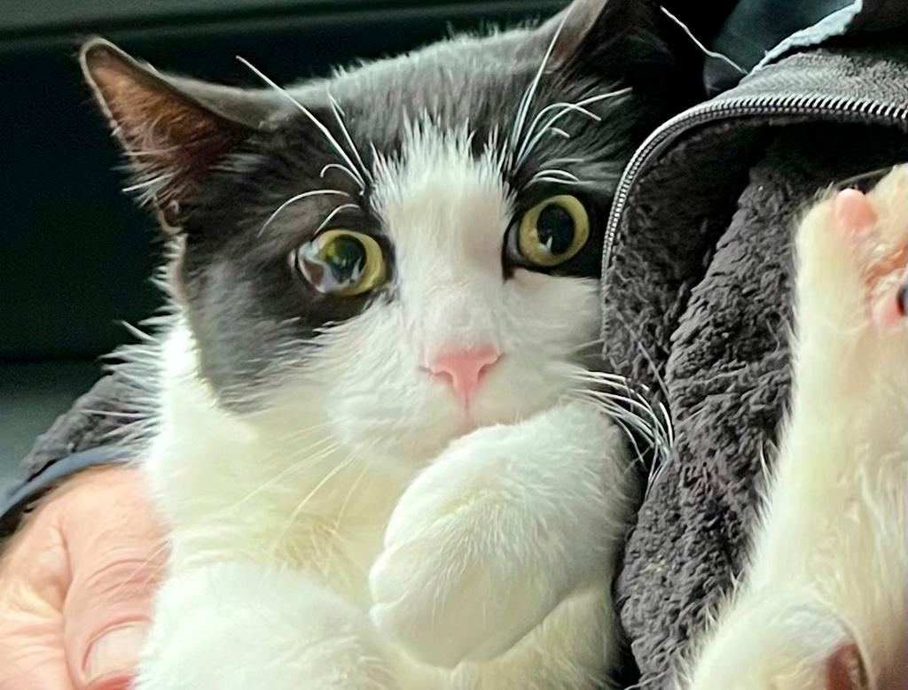 Leo the Cat 