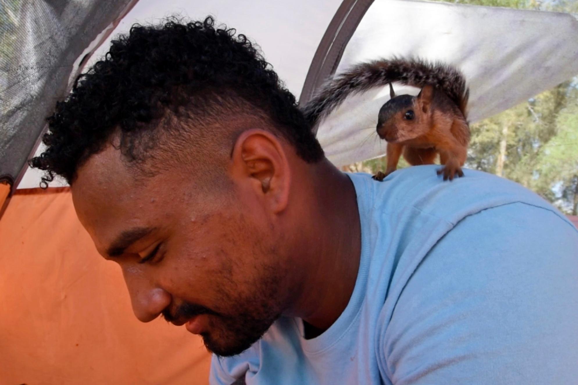 Pet squirrel