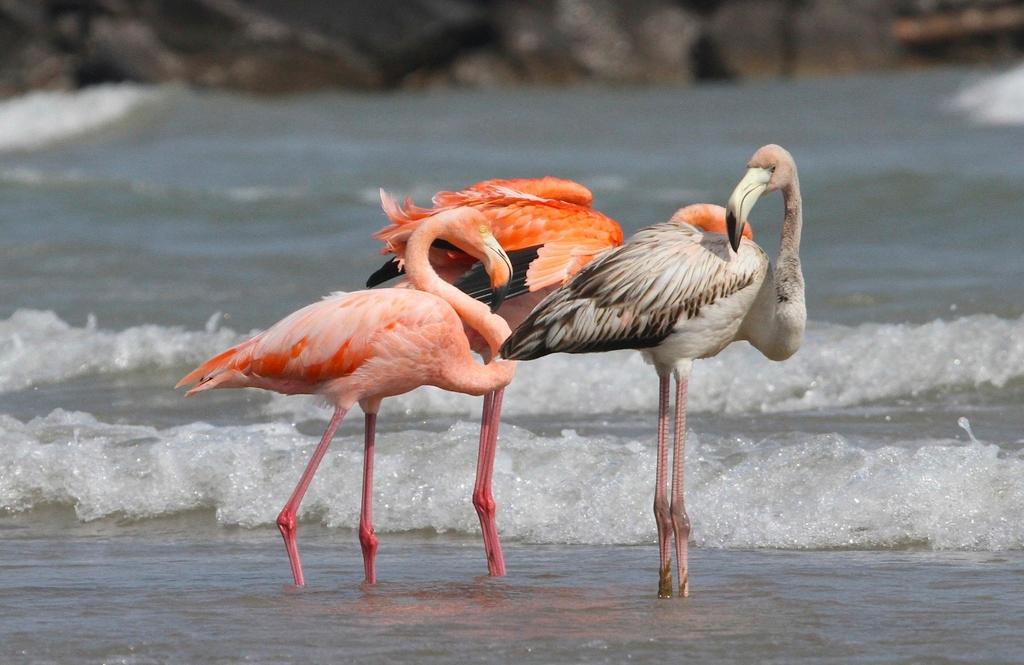 Flamingos stand by the water along a Lake Michigan beach in Port Washington, Wis.