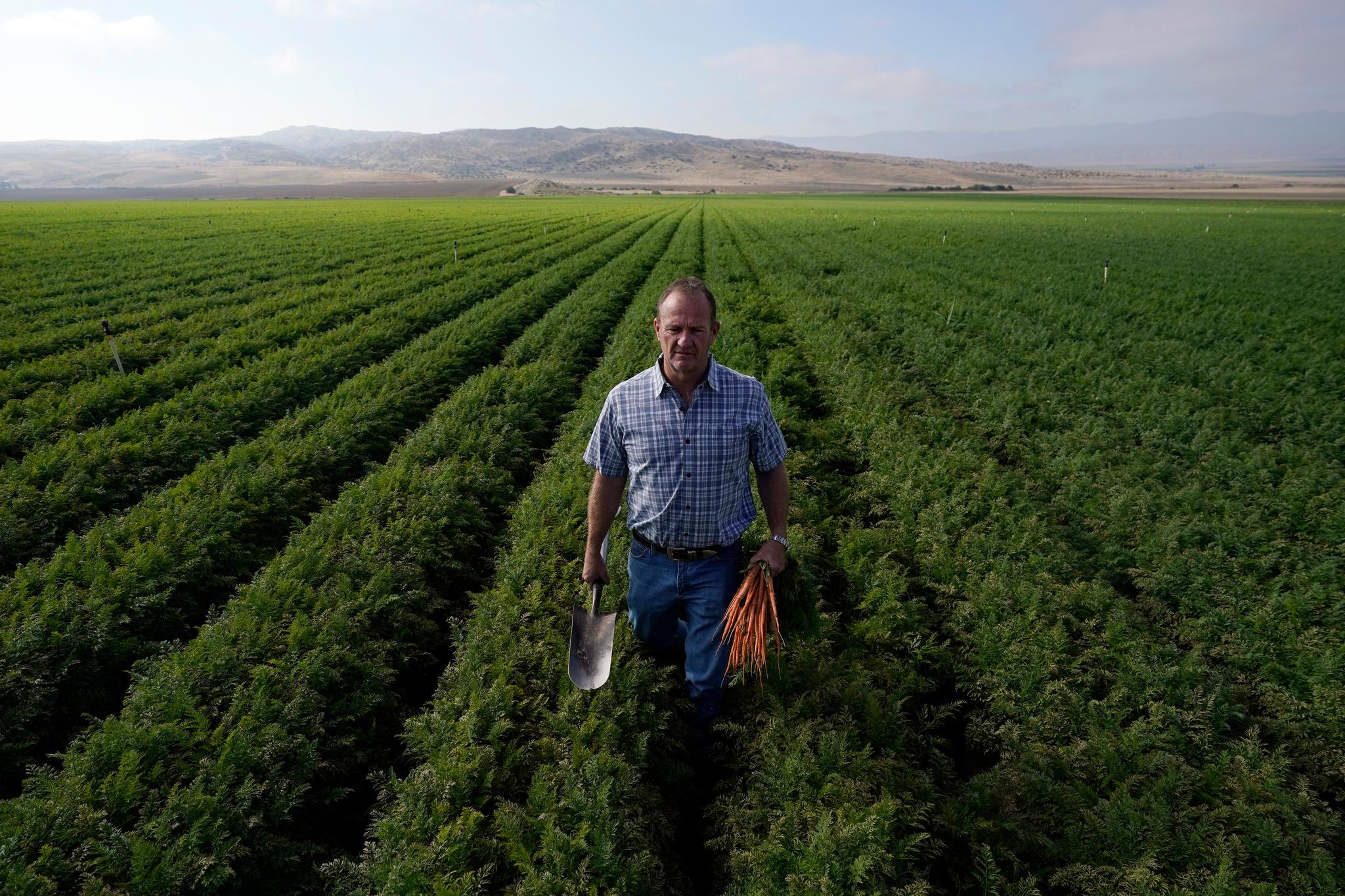 Jeff Huckaby, president and CEO of Grimmway, walks on a carrot field owned by the company, Thursday, Sept. 21, 2023, in New Cuyama, Calif.