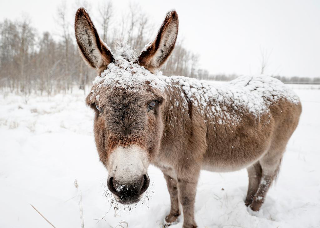 Daisy a miniature donkey peers out from a crusting of snow while grazing 