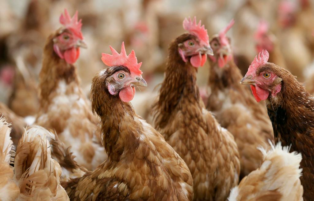 Cage-free chickens stand in a fenced pasture on an organic farm
