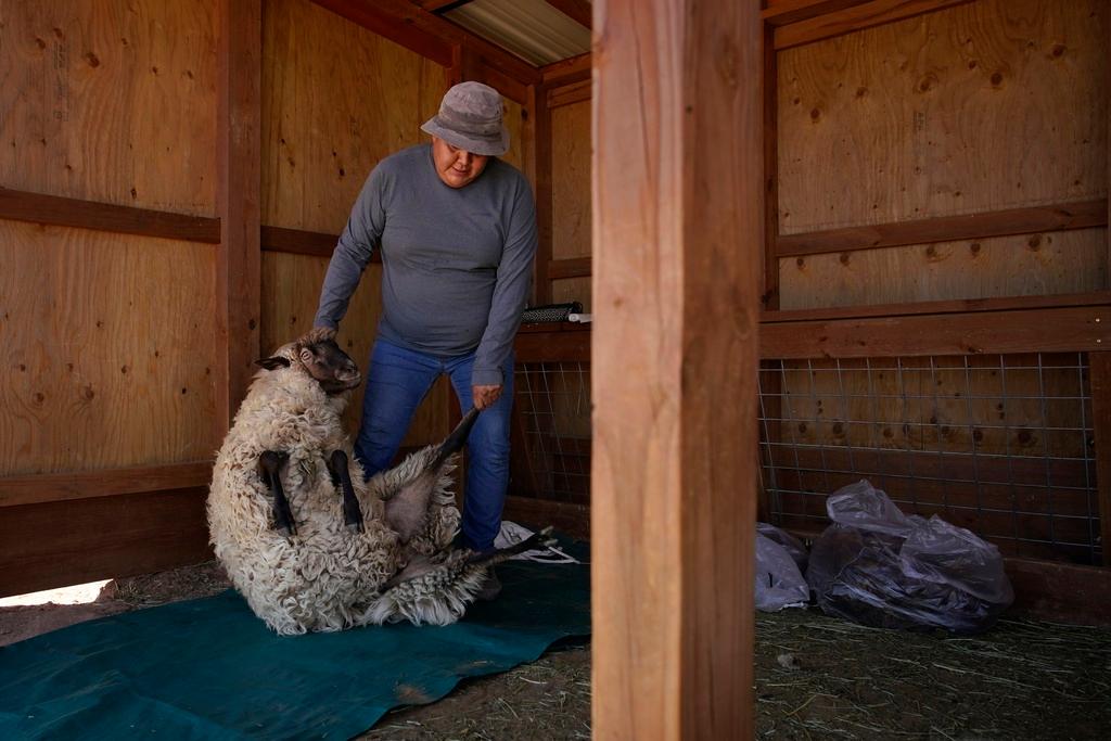 Nikyle Begay moves a sheep in preparation for sheering Thursday, Sept. 7, 2023, on the Navajo Nation in Ganado, Ariz.