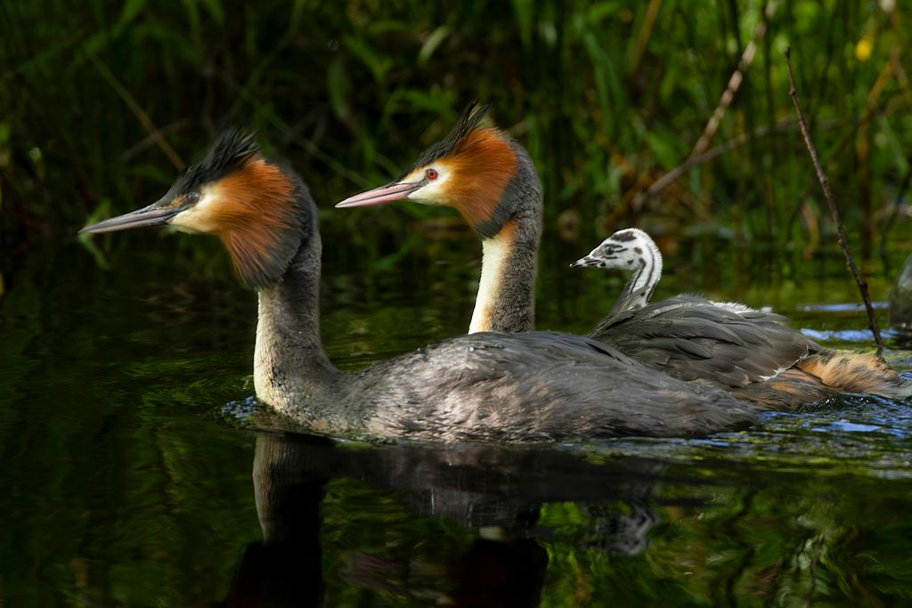 This 2022 photo supplied by the Royal Forest and Bird Protection Society shows puteketeke at Lake Ellesmere, south of Christchurch in New Zealand.