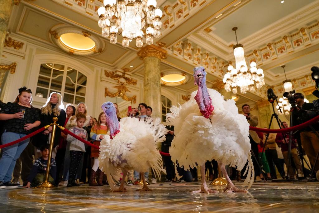 Two pardoned turkeys, named Liberty and Bell