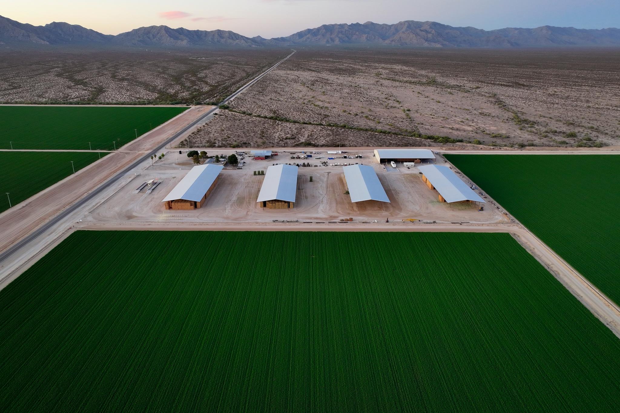 Bales of hay are stored under shelters at Al Dahra Farms, Tuesday, Oct. 17, 2023, in the McMullen Valley in Wenden, Ariz.