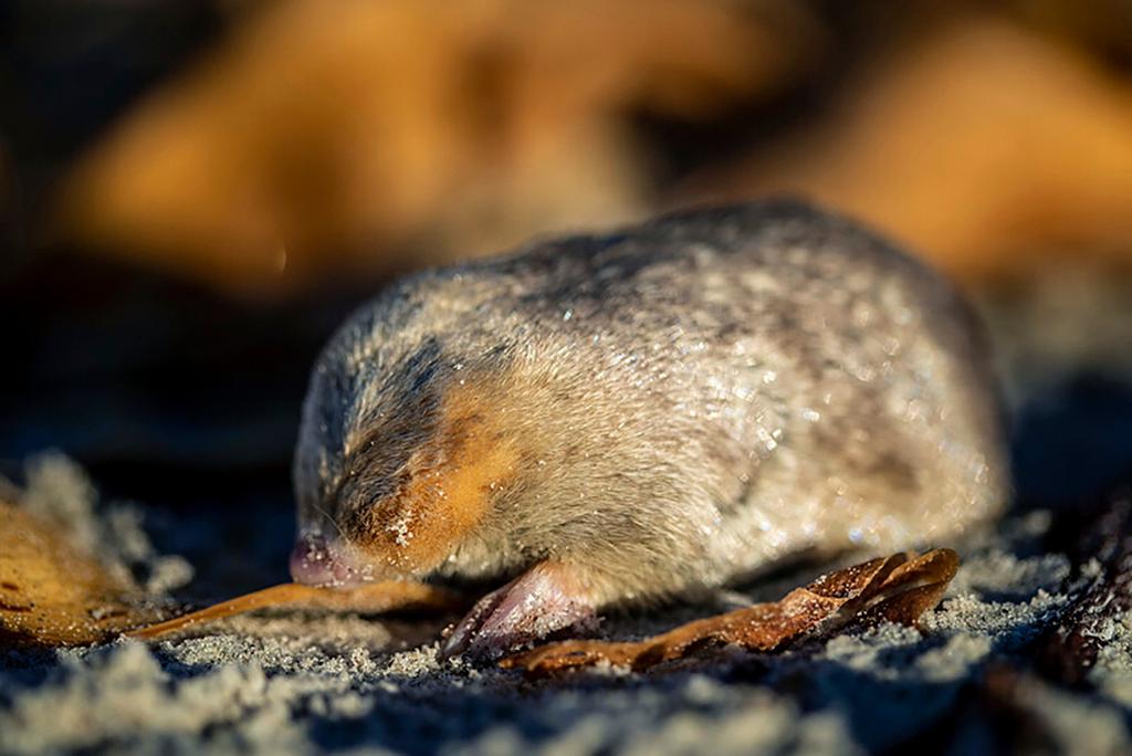 golden mole