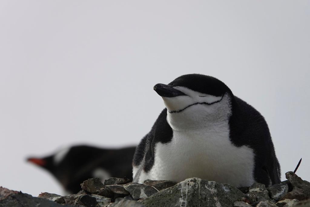 chinstrap penguin