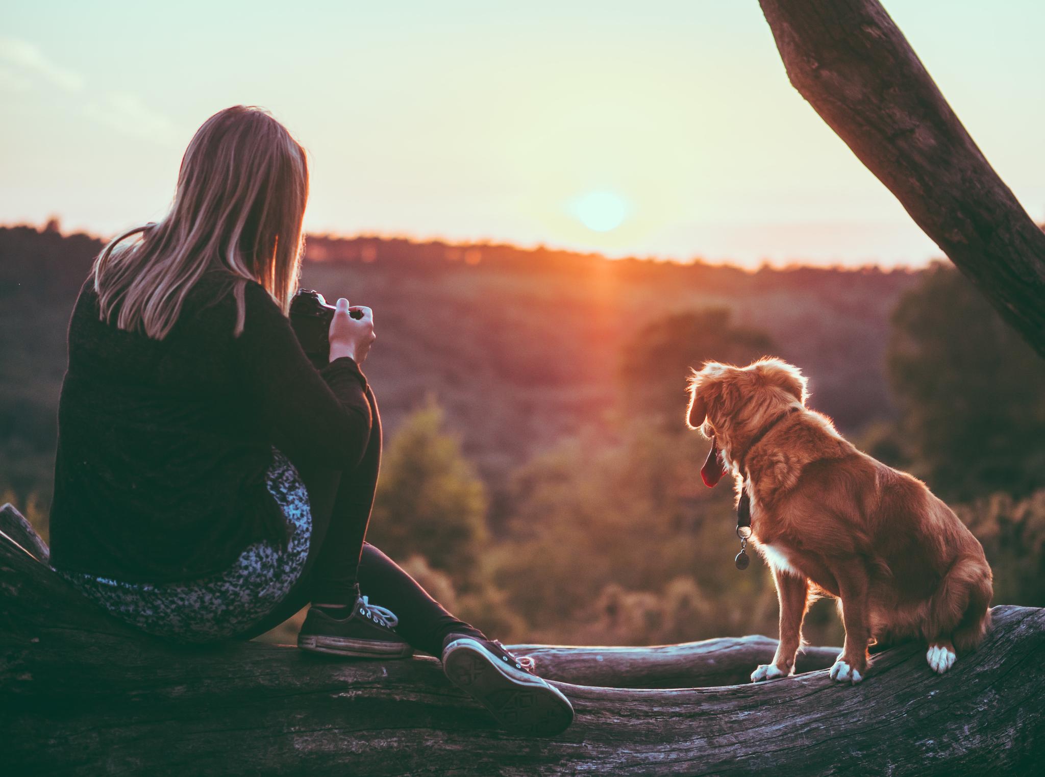 The quality of ingredients used in homemade pet food is paramount. 