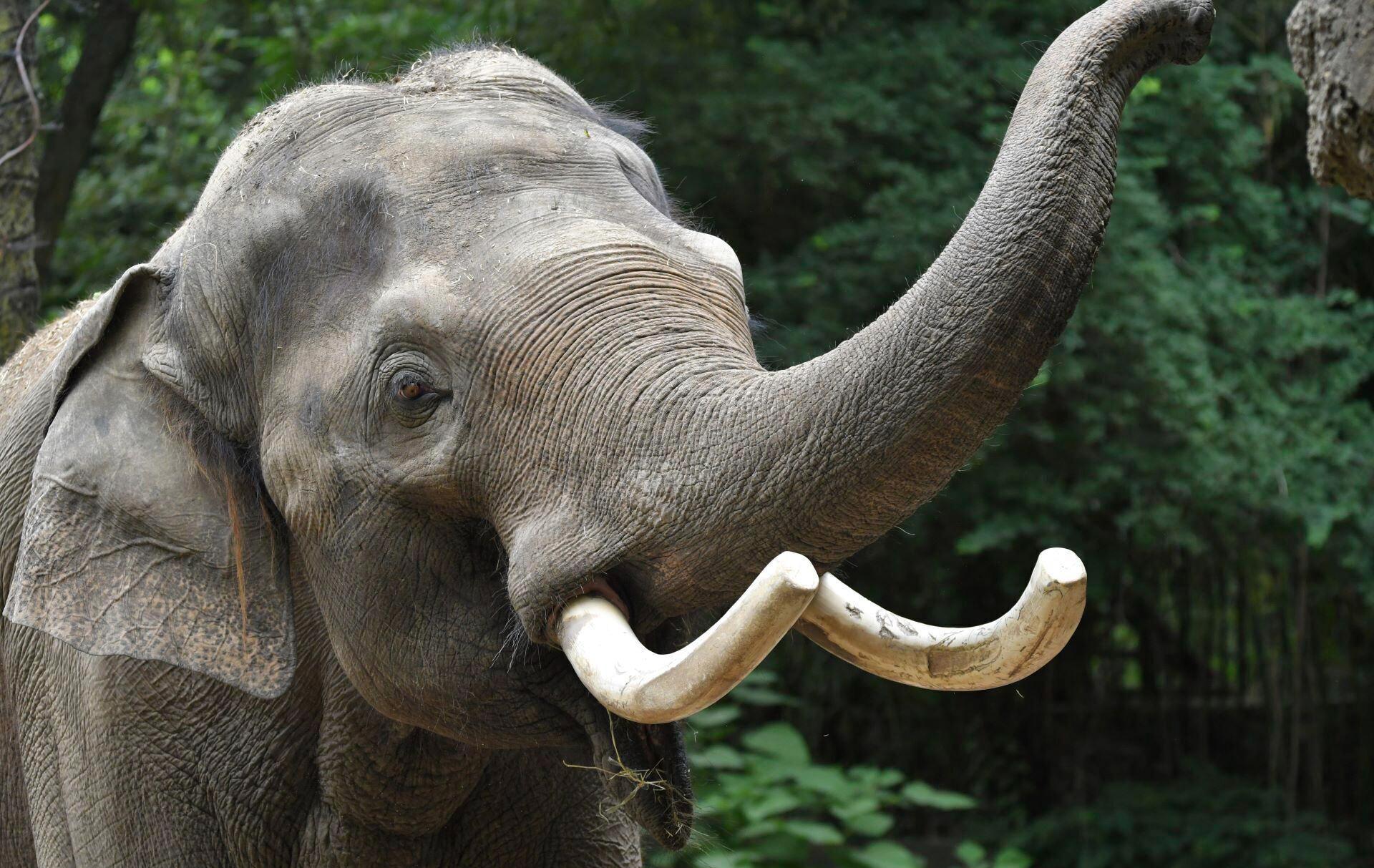 Elephant with tusks