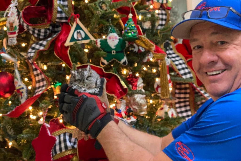 Bobby Hayes, who owns Magic Carpet Cleaning, found a baby owl in the Christmas tree of a customer in Lexington