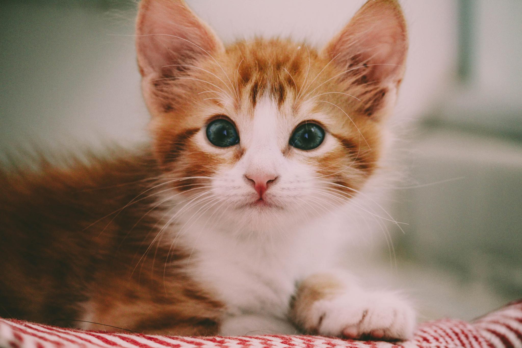 These heartwarming statistics reveal a society that values and cares for its pets like never before