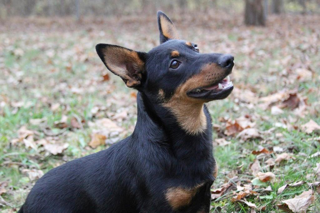 Lex, a Lancashire heeler, sits at attention