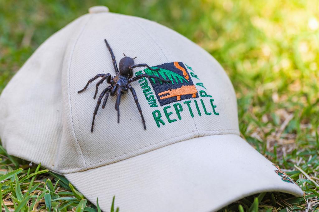 In this Dec. 10, 2023 photo supplied by the Australian Reptile Park, a male specimen of the Sydney funnel-web spider, the world's most poisonous arachnid, has been found and donated to the Australian Reptile Park, north of Sydney.