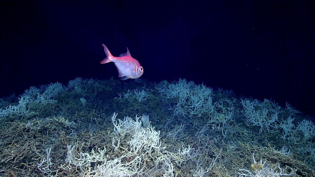  Alfonsino fish swims above a thicket of Lophelia pertusa coral