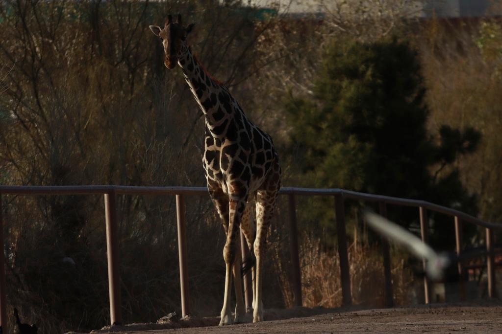 Benito the giraffe walks out from his enclosure at the city-run Central Park zoo prior to his transfer to a new habitat, in Ciudad Juarez, Mexico