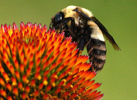 Southern Plains bumblebee (Bombus fraternus)