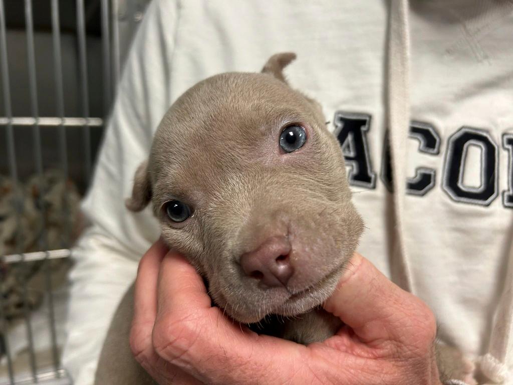 An approximately 5-week-old pit bull puppy that was found in a jacket pocket of larceny suspect out of Roseville, Mich., is held on Jan. 16, 2024.