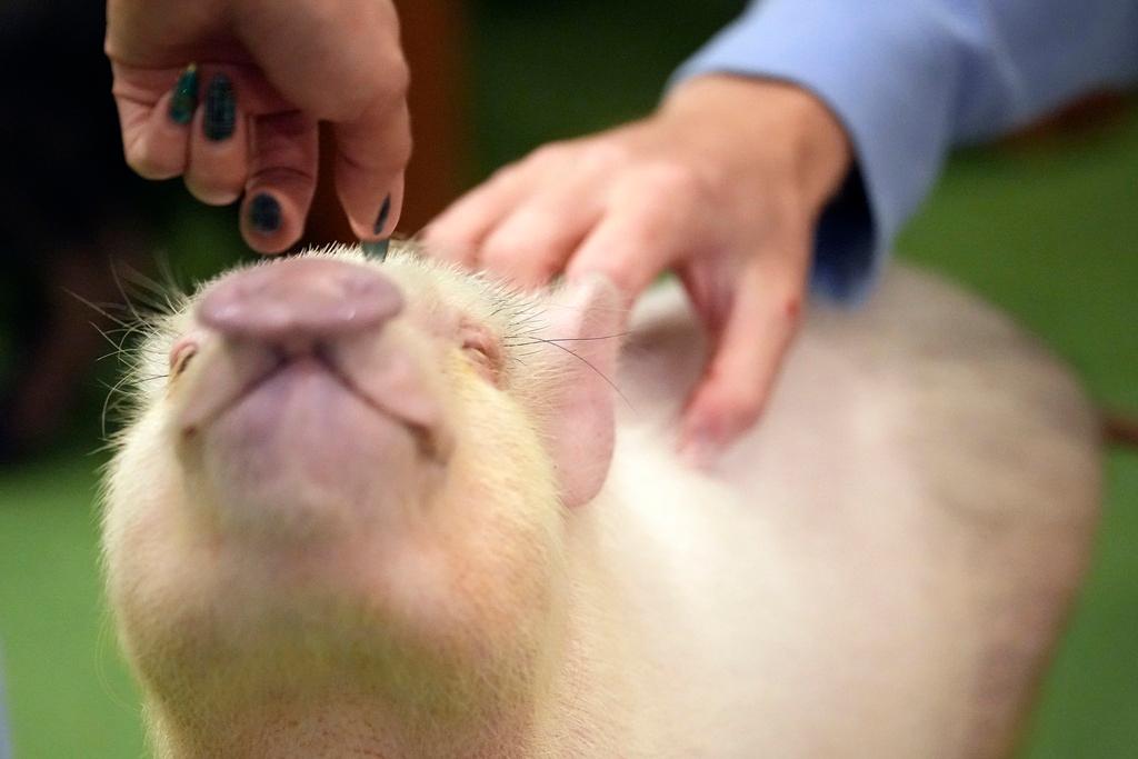 Customers play with a micro pig at a mipig cafe