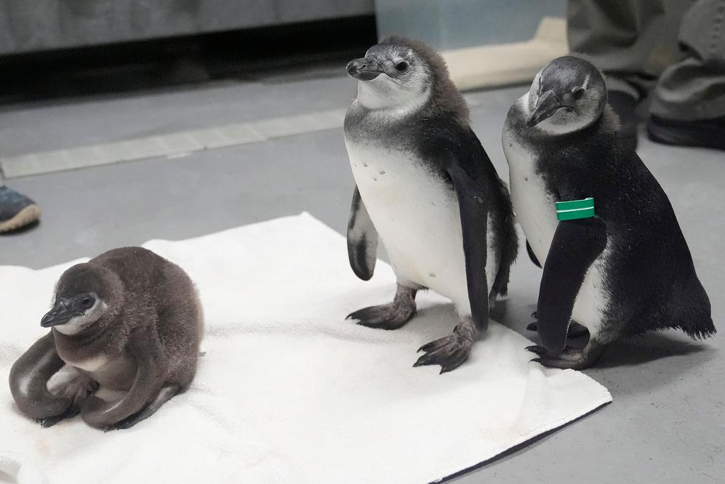 An unnamed African penguin chick, left, born in January 2024, sits on a towel next to Nelson, middle, and Alice, both born in November 2023, at the California Academy of Sciences in San Francisco