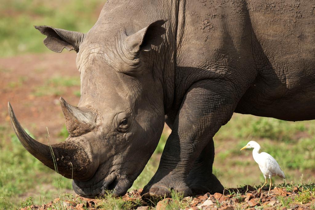 A black rhino, on the Red List of Threatened Species according to IUCN (International Union for Conservation of Nature), eats grass at Nairobi National Park, on the outskirts of Nairobi, Kenya, on Jan. 31, 2024.