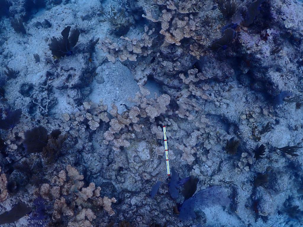 This image provided by the National Oceanic and Atmospheric Administration shows dead elkhorn coral on Feb. 9, 2024, at Carysfort Reef, northeast of Key Largo, Fla.