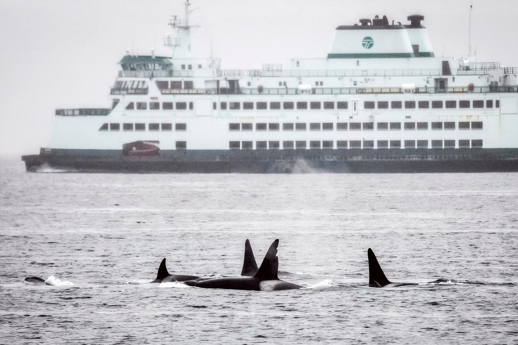 In this photo provided by Kersti Muul, a pod of Bigg’s orcas, including one known as Chainsaw for his jagged dorsal fin, swim in Seattle’s Elliott Bay as a state ferry sails behind them in May 2022, near Seattle.