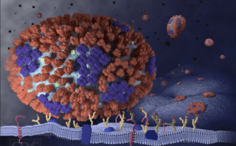 Very beginning stages of an influenza (flu) infection in the respiratory tract