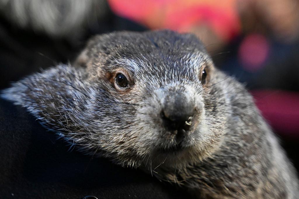 Punxsutawney Phil, the weather prognosticating groundhog, during the 138th celebration of Groundhog Day on Gobbler's Knob in Punxsutawney, Pa.