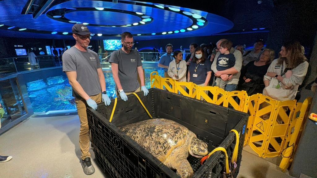 New England Aquarium staff and visitors looking at Myrtle the sea turtle