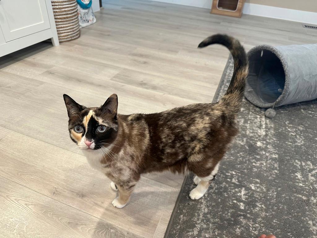 Galena, a 6-year-old house cat - is back