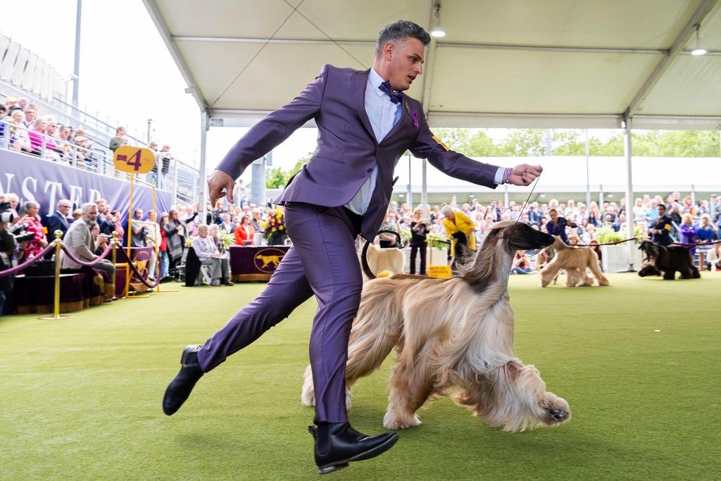 Handler competes with Afghan Hound, Zaida