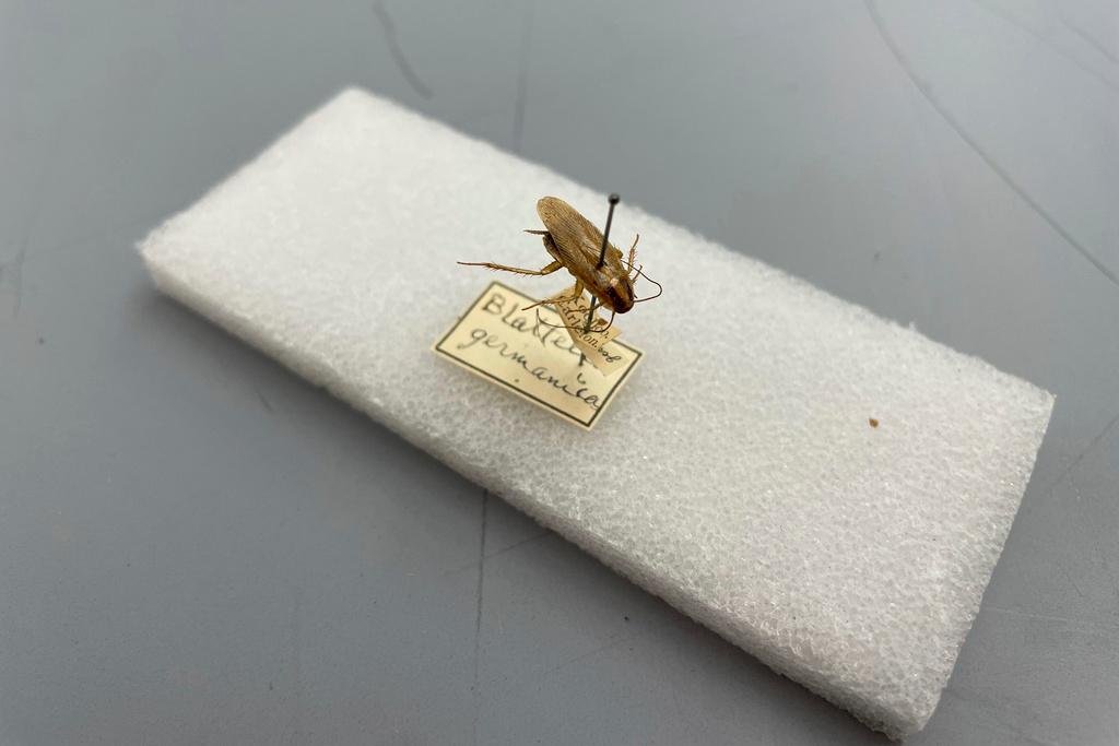 German cockroach specimen