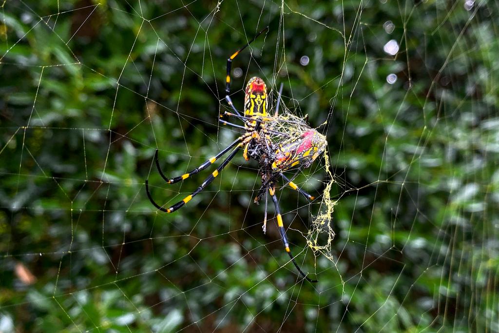 “I think this is one of those ‘canary in the coal mine’ type species where it’s showy, it's getting a lot of attention."