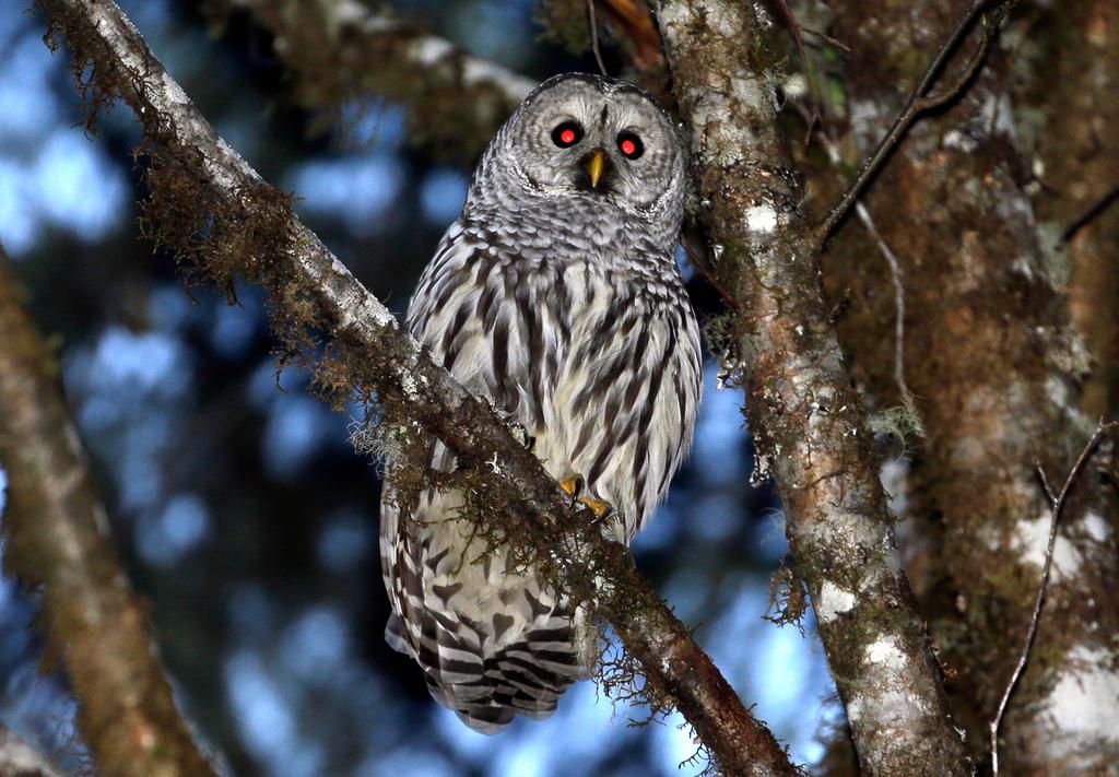 A female barred owl sits on a branch in the wooded hills outside Philomath, Ore. 