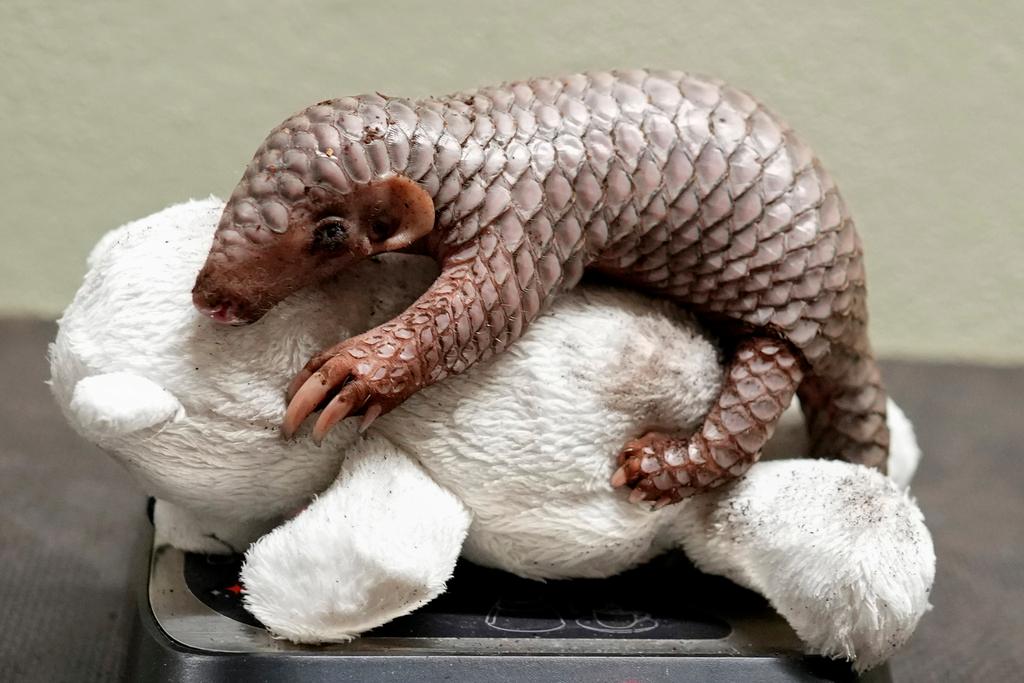 A newborn baby Chinese pangolin is weighed at the Prague zoo, Czech Republic, Wednesday, July 10, 2024. The baby female of the critically endangered animal was born on July 1, 2024.