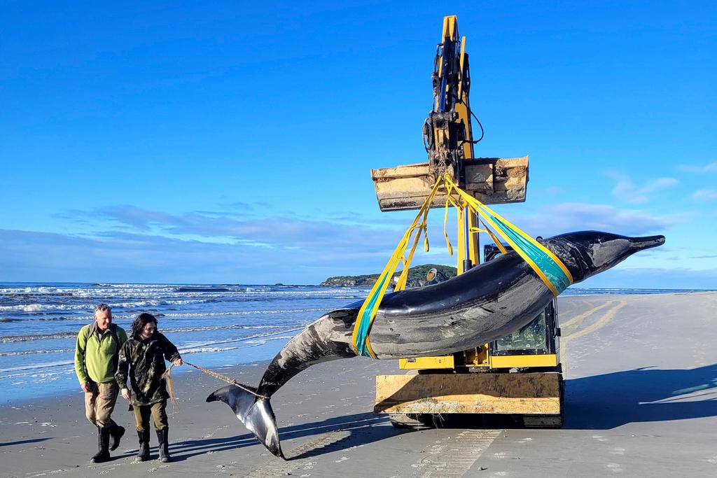 In this photo provided by the Department of Conservation rangers Jim Fyfe and Tūmai Cassidy walk alongside what is believed to be a rare spade-toothed whale, on July 5, 2024