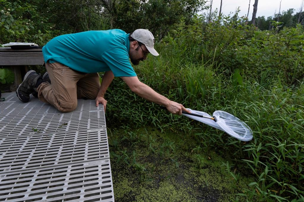 Sergio Henriques, Invertebrates Conservation Coordinator at the Global Center for Species Survival at the Indianapolis Zoo, uses a net to look for fireflies on a swampy trail at the Beanblossom Bottoms Nature Preserve in Ellettsville, Ind.
