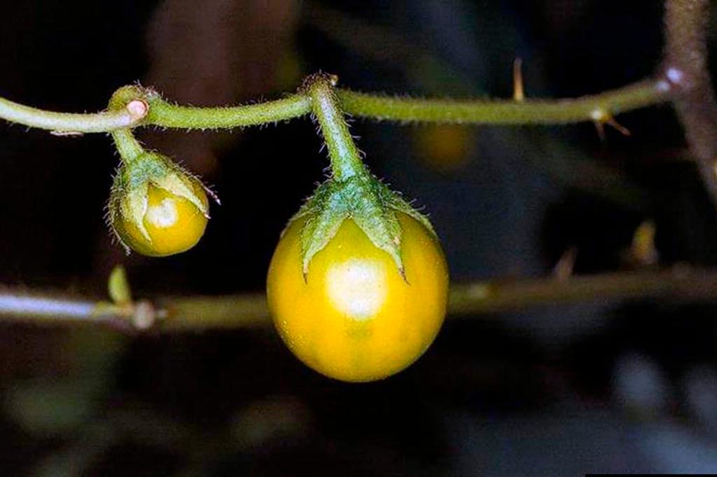 Toxic horsenettle fruits, which closely resemble cherry tomatoes