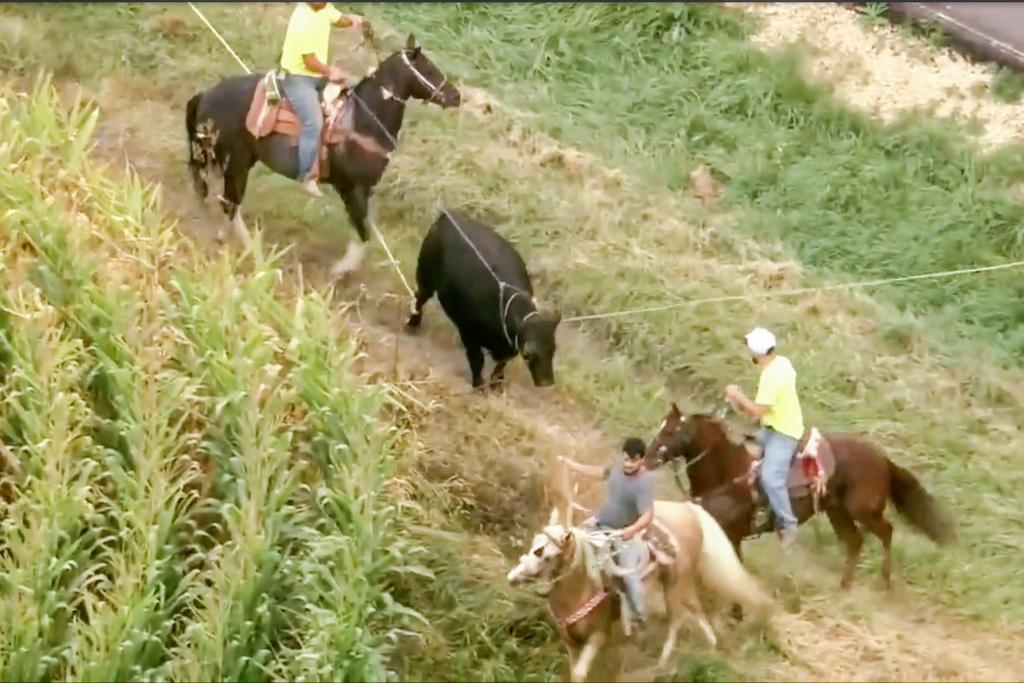 A bull that was finally lassoed after it escaped from a farm in McHenry County, Ill.