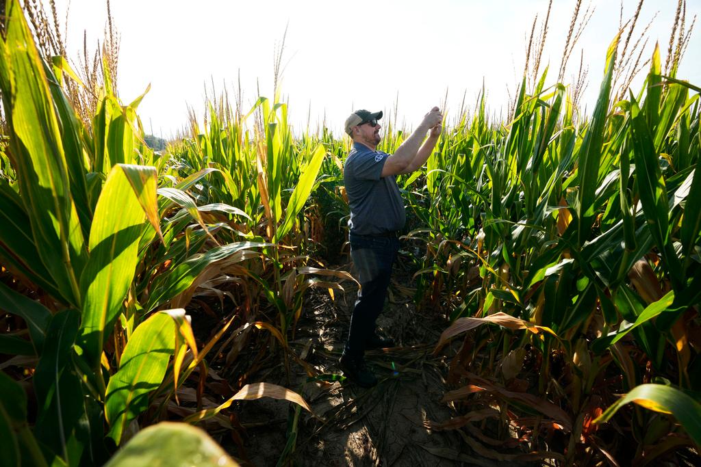 Bayer Crop Science spokesman Brian Leake takes a photo as he stands among short corn in a field, Monday, Sept. 16, 2024, in Wyoming, Iowa.