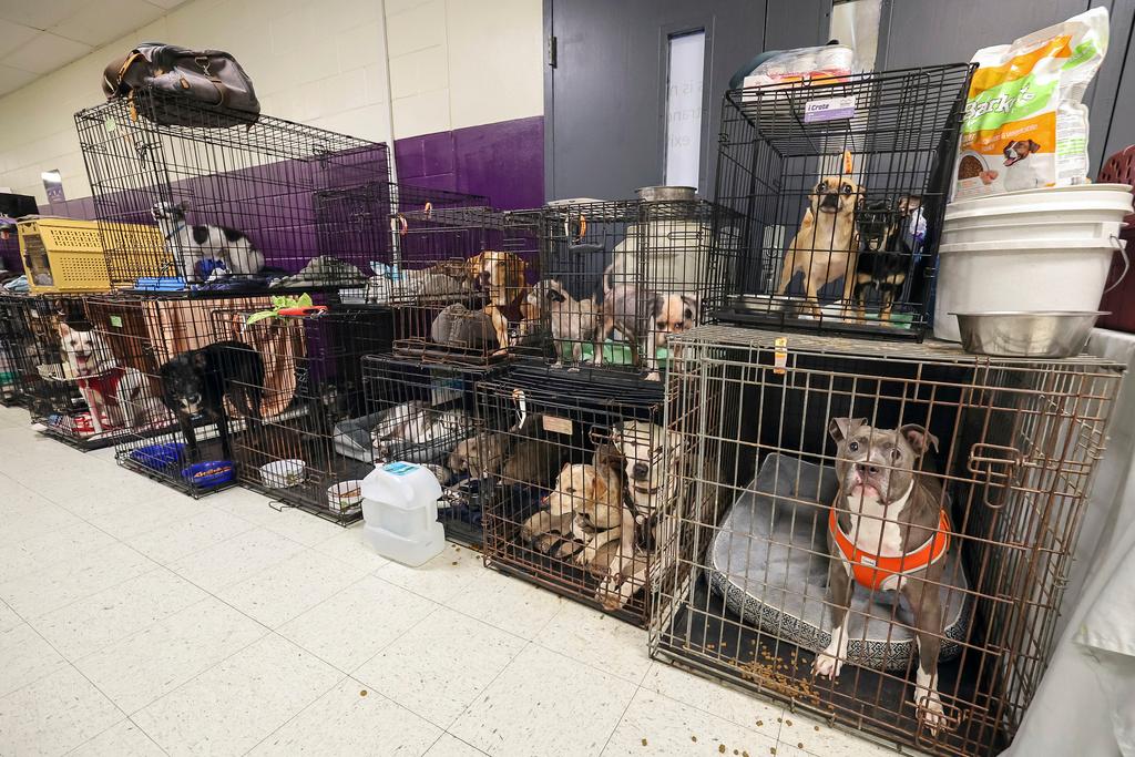 283 registered animals, birds and reptiles line a hallway in the evacuation shelter at River Ridge Middle/High School in preparation for Hurricane Milton in New Port Richey, Fla.
