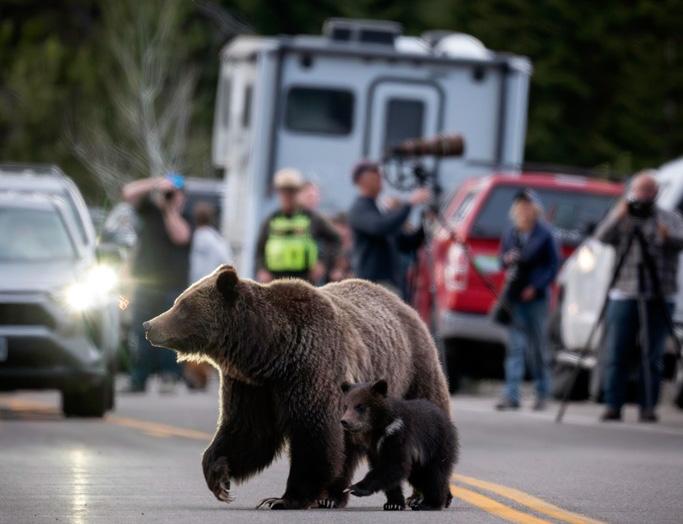 Some online commenters say the cub — known informally as “Rowdy” or “Spirit” — should be found and rescued.