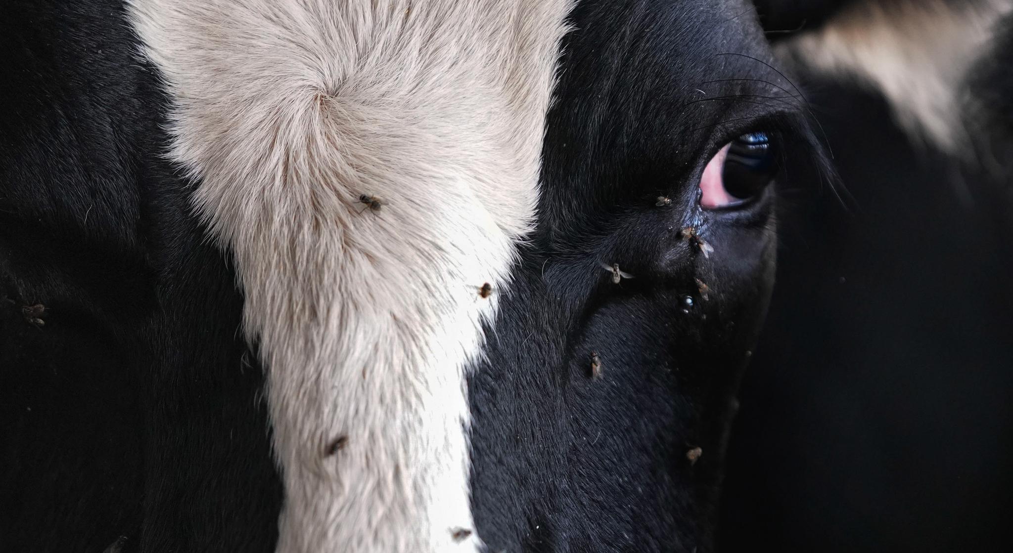 Up close picture of a live cow's eye and face with flies covering her face