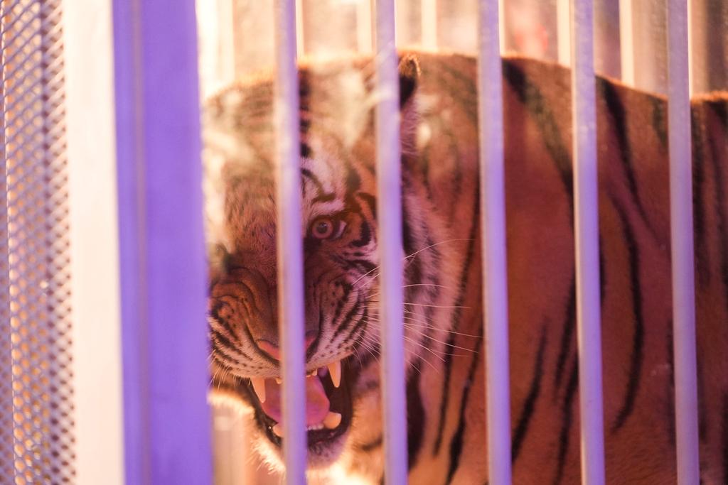 Live tiger is rolled into Tiger Stadium before an NCAA college football game between LSU and Alabama in Baton Rouge