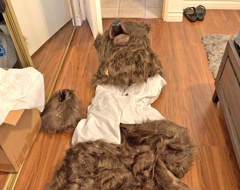 Bears caught on camera entering luxury cars tipped off insurers that something wasn't quite right