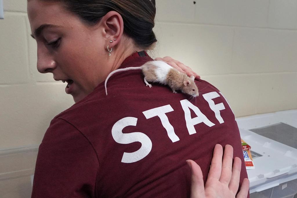 Adoption coordinator Lexi Giannopoulos tries to get a grasp on a mouse that ran up her arm, which is one of nearly 1,000 fancy mice that were surrendered