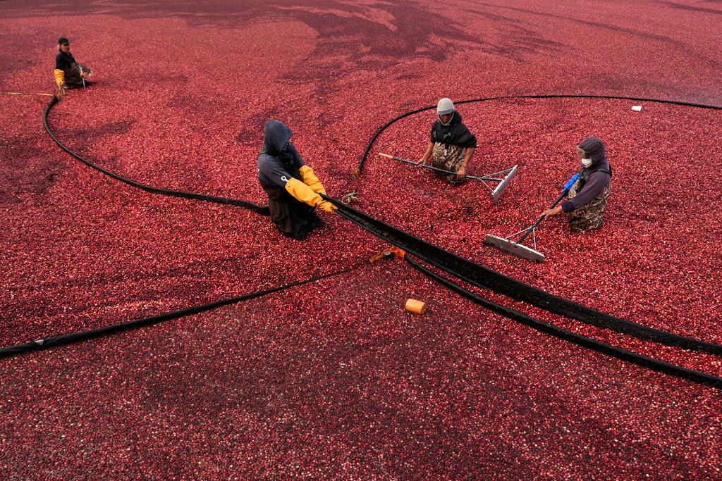Workers adjust floating booms while wet harvesting cranberries at Rocky Meadow Bog, Friday, Nov. 1, 2024, in Middleborough, Mass.